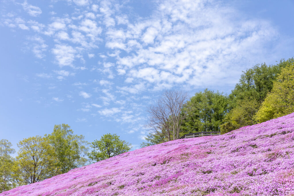 公式サイト芝桜写真ダウンロード-より青空と芝桜